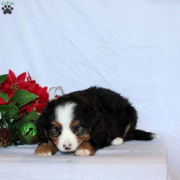 Benito Baby, Mini Bernedoodle Puppy